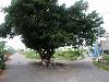 tree01-360.jpg